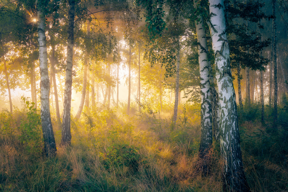 Gold in the forest von Pawel Kado