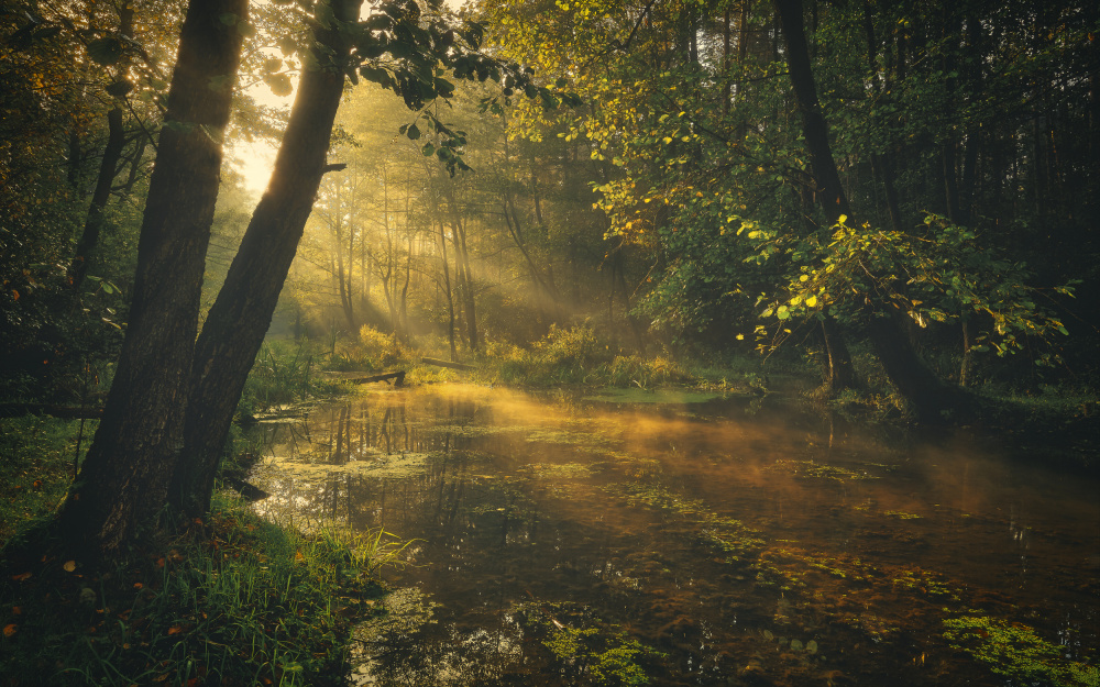 Deep in the forest von Pawel Kado