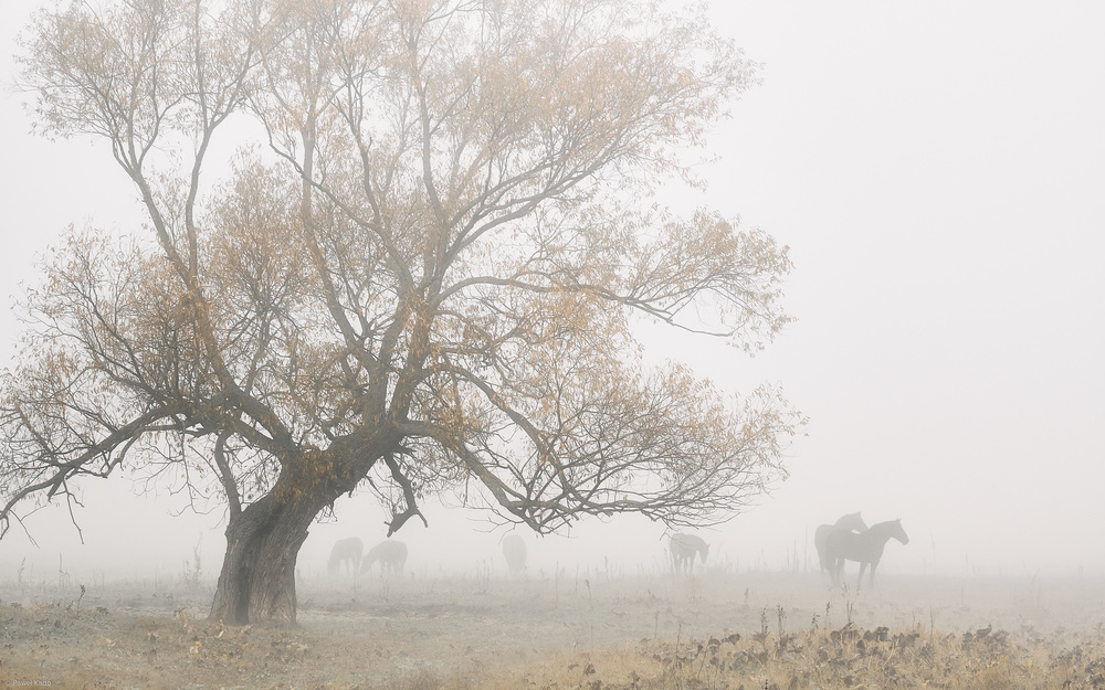 Lost in the fog von Pawel Kado