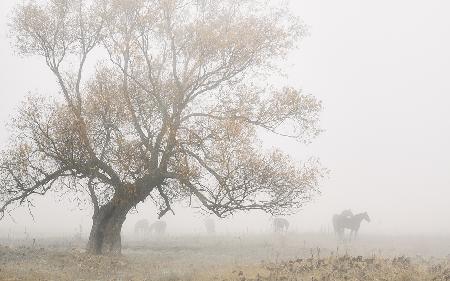 Lost in the fog