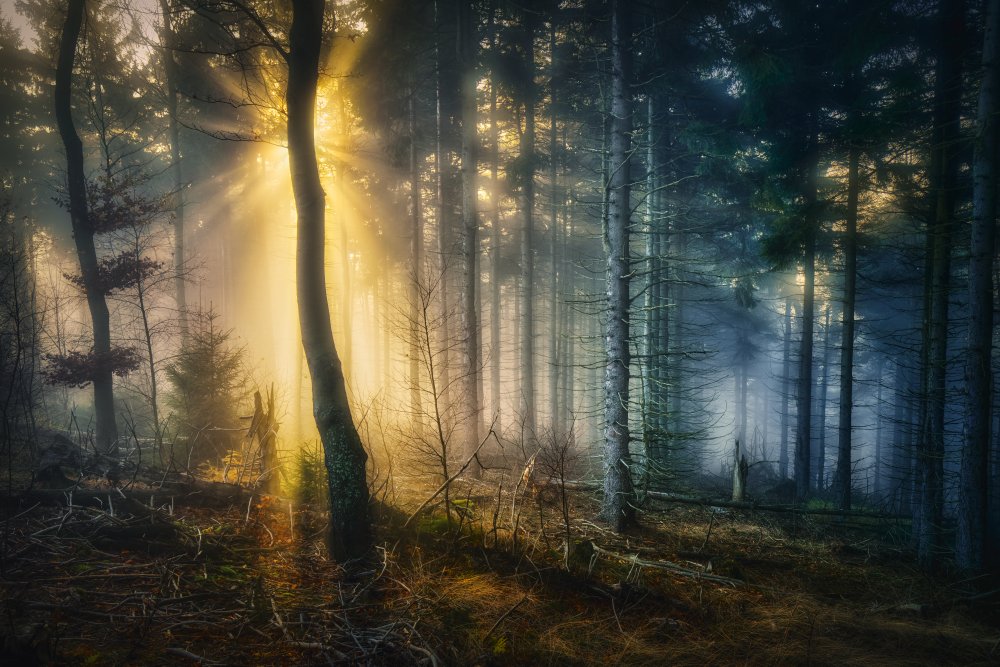 Forest mystery von Pawel Kado