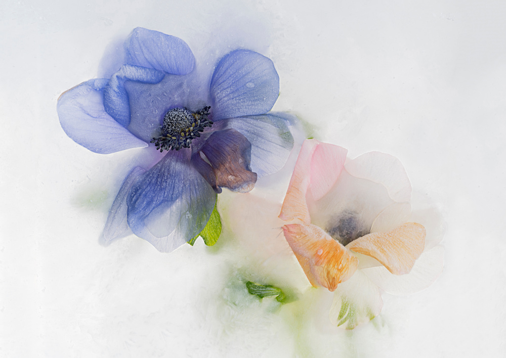 Blue and orange Anemone von Pedro Uranga