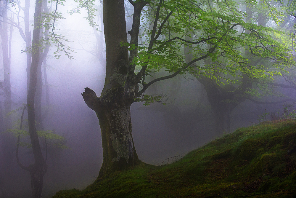 Spring. von Pedro Uranga