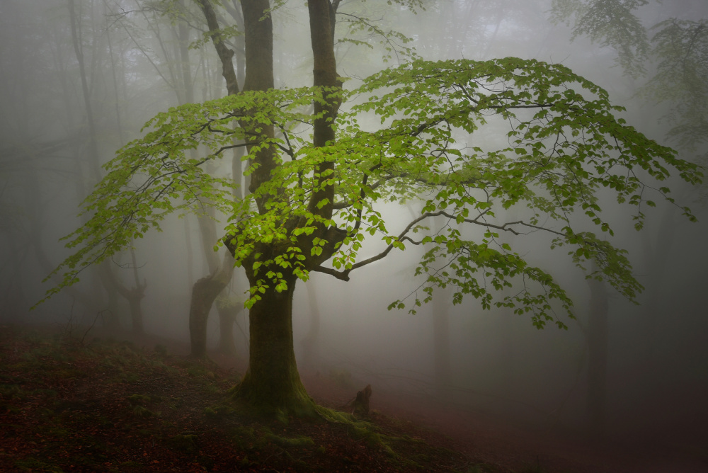 Green leaves. von Pedro Uranga