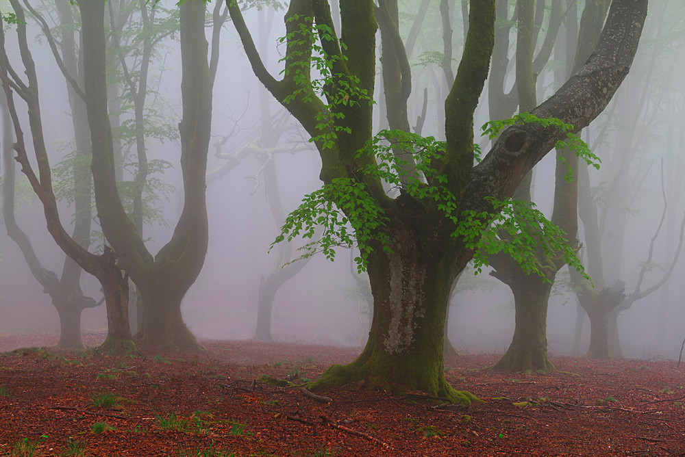 Green brush strokes. von Pedro Uranga