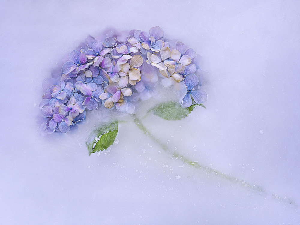 Hidrangen flower among the ice. von Pedro Uranga