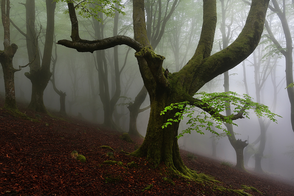 Walking trough the foret. von Pedro Uranga