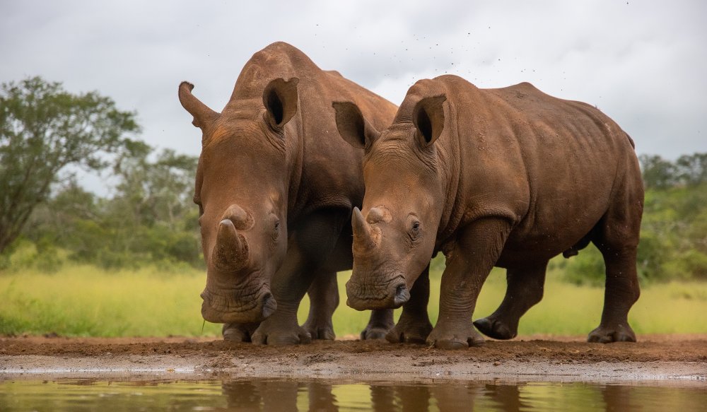 Best Friends von Peet van den Berg