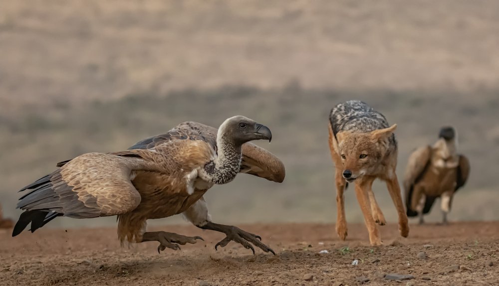 The Jackal and the Vulture von Peet van den Berg