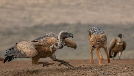 The Jackal and the Vulture