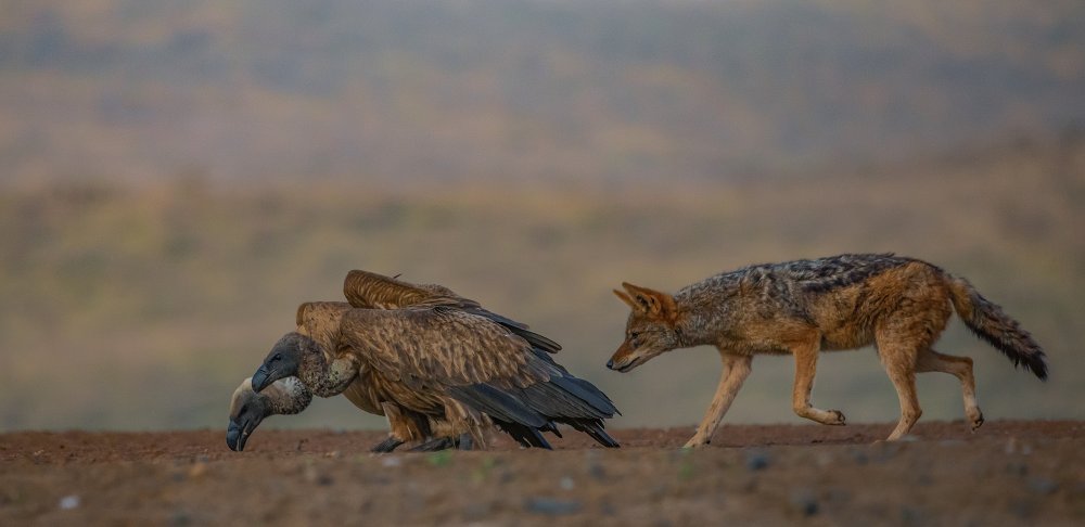 Stealth von Peet van den Berg