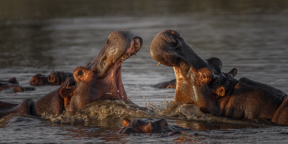 Mouth Off von Peet van den Berg