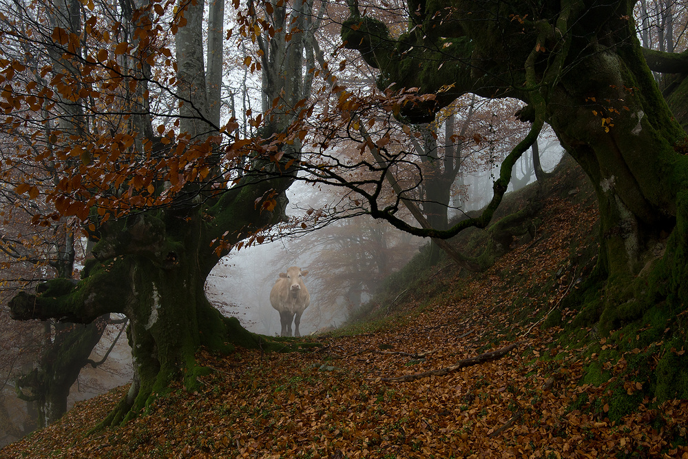 Natural path von Peru Serra