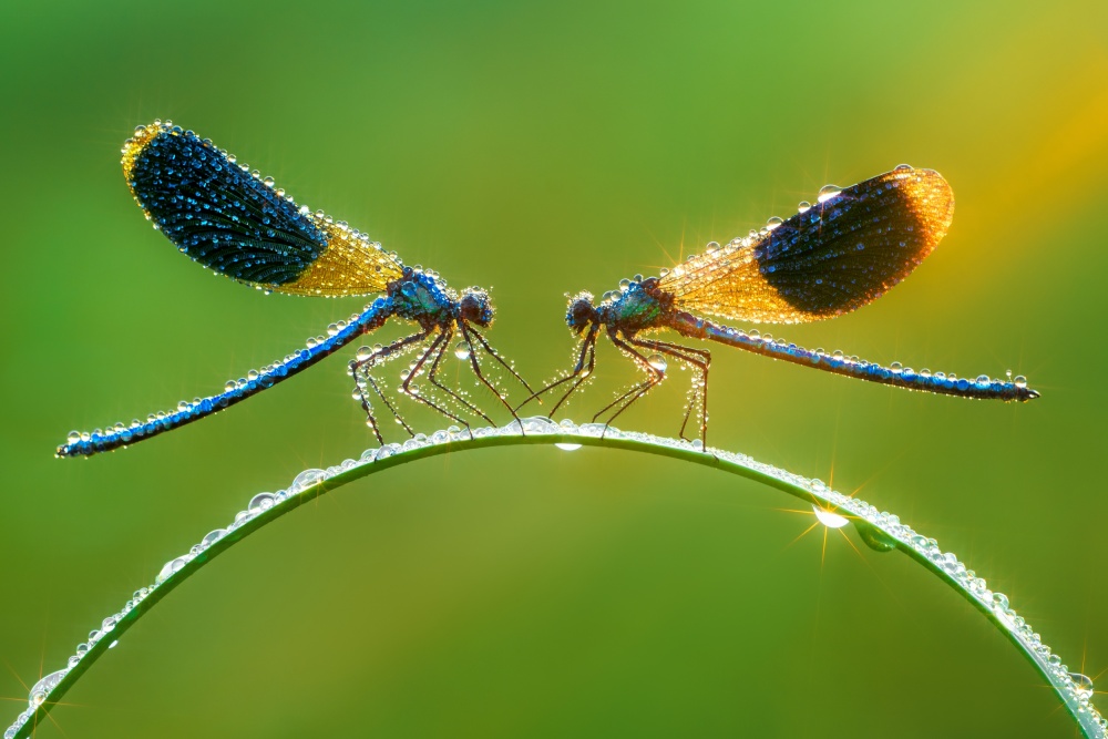 Damselfly magic von Petar Sabol