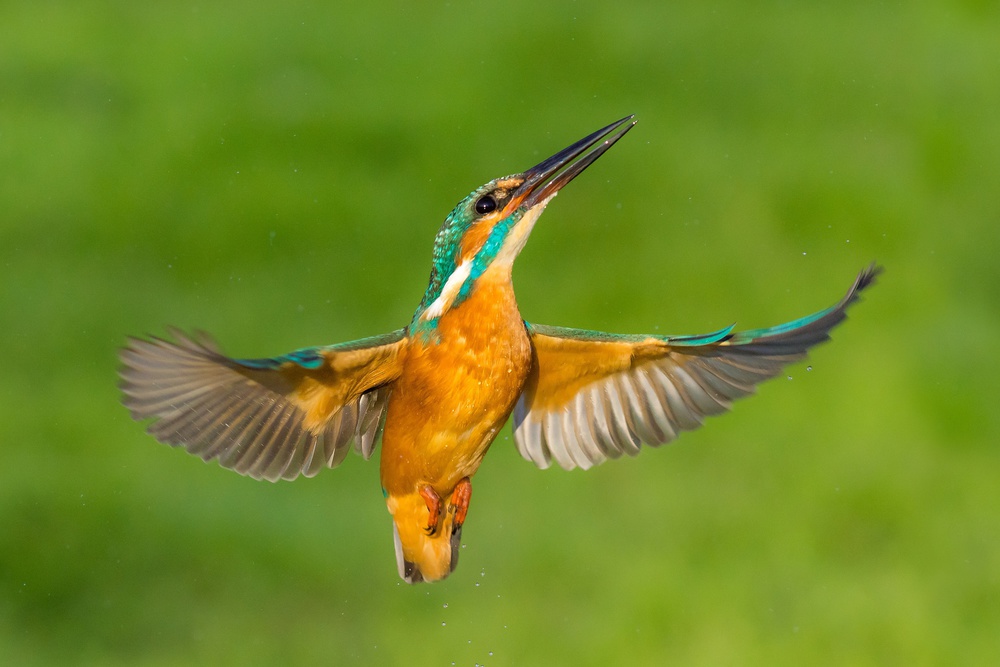 Kingfisher in flight von Petar Sabol