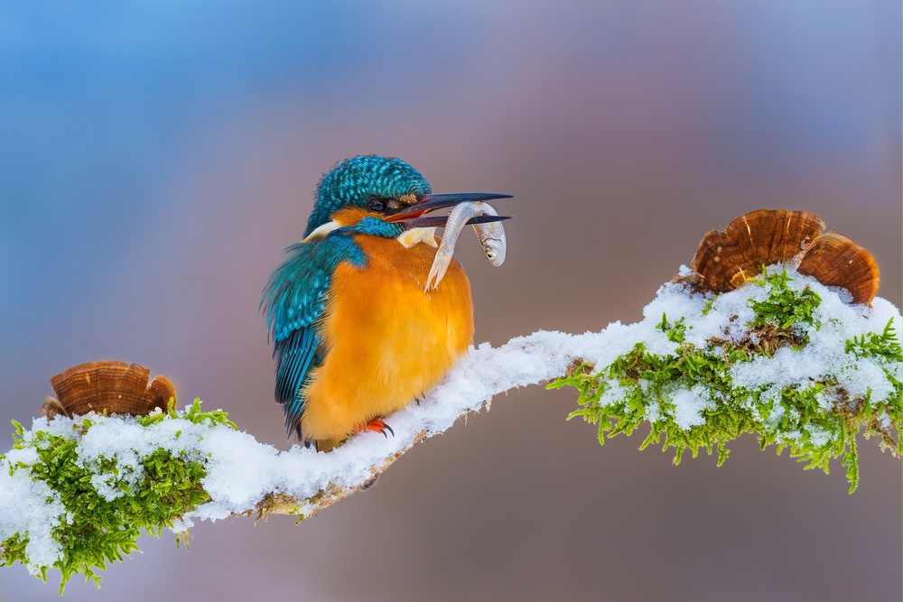 Kingfisher in winter von Petar Sabol