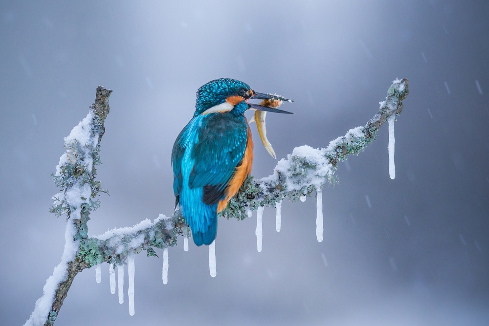 Frozen winter von Petar Sabol