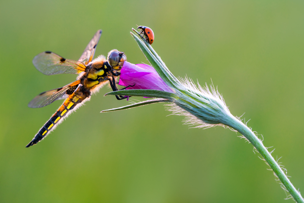 Hello friend von Petar Sabol