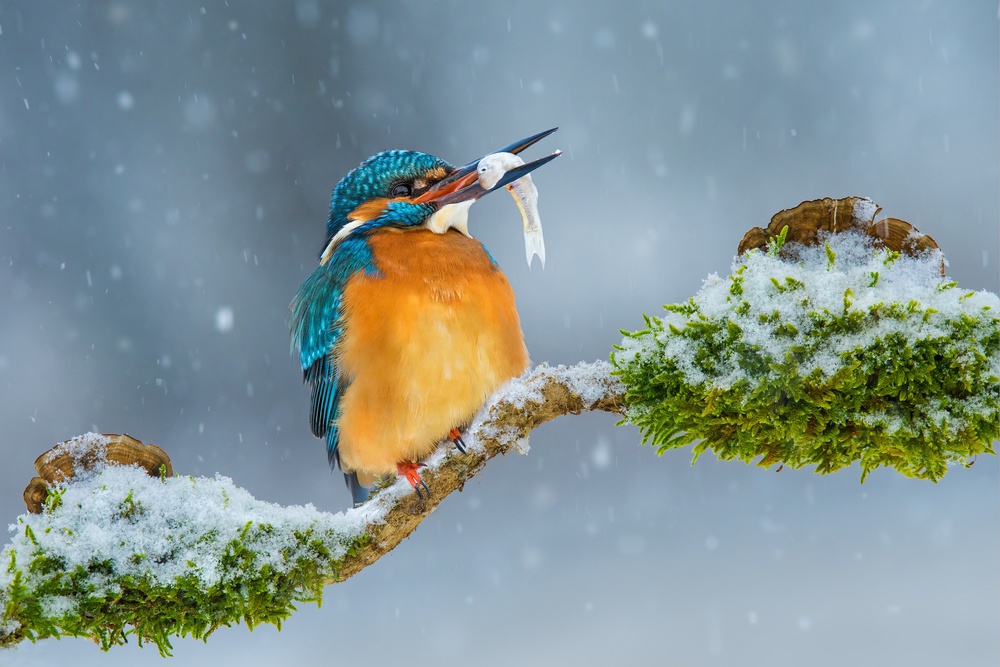 Long winter von Petar Sabol