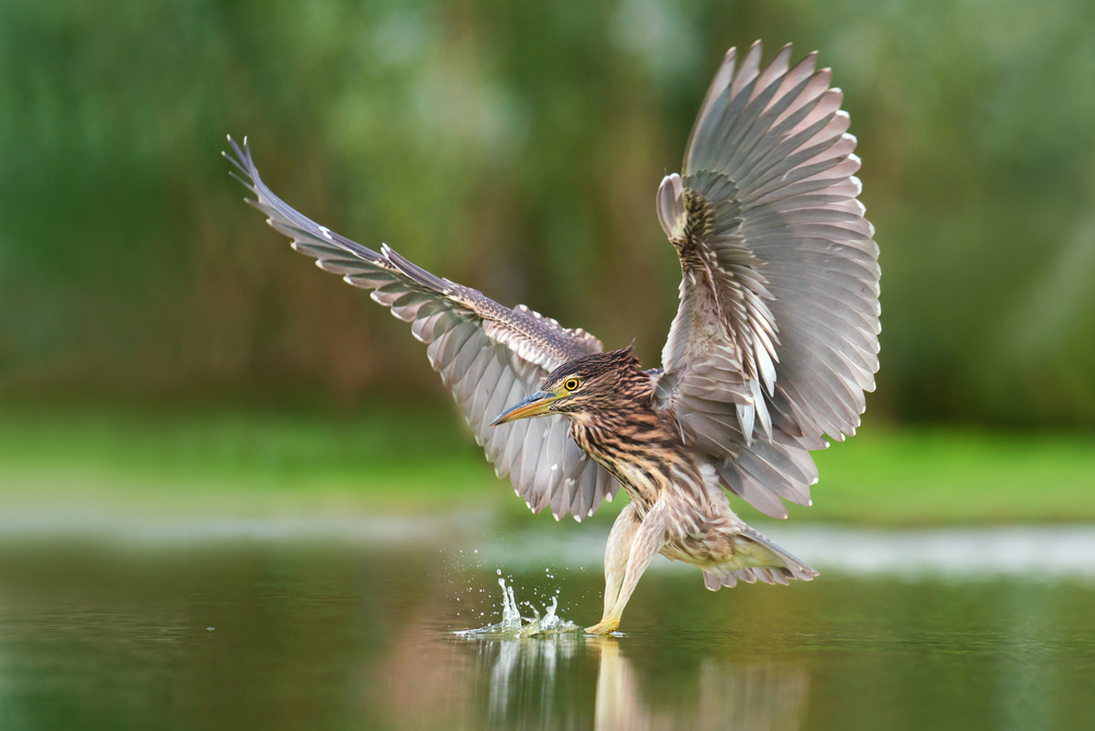 Night heron von Petar Sabol