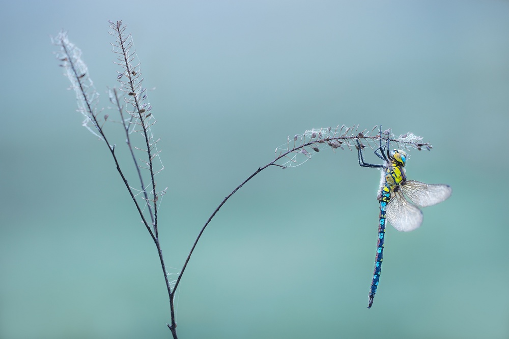 Foggy morning von Petar Sabol