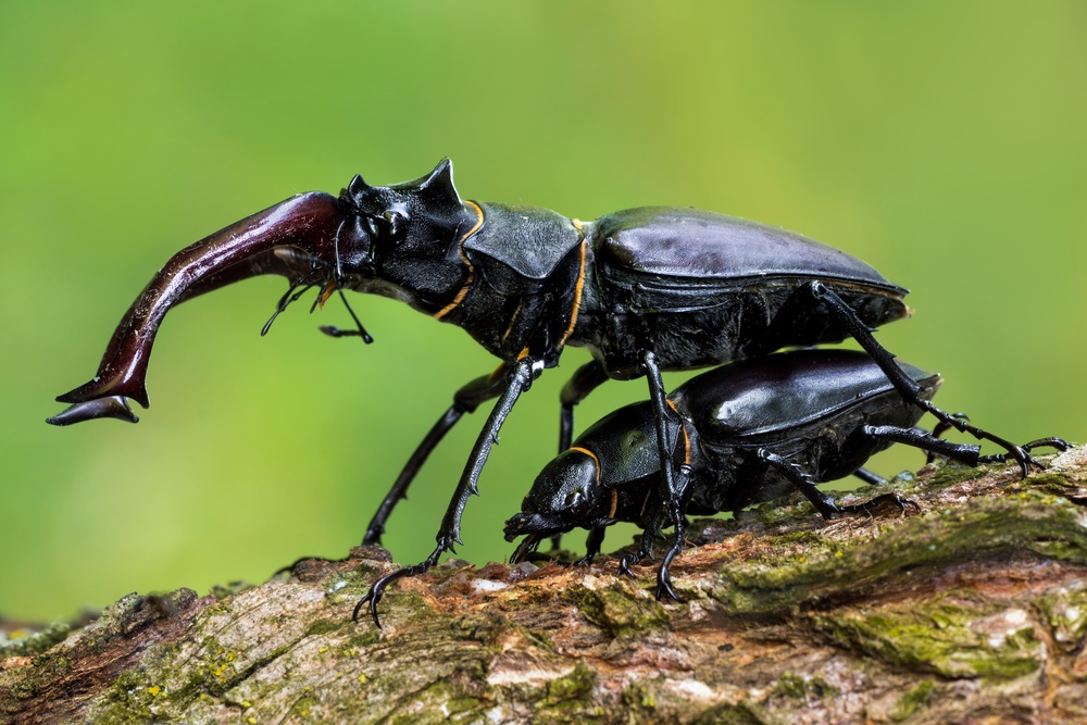 Stag beetle mating von Petar Sabol