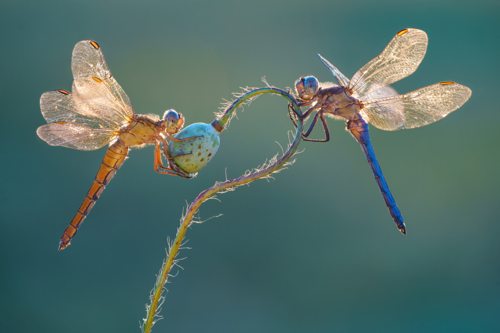 Perfect dragonflies von Petar Sabol