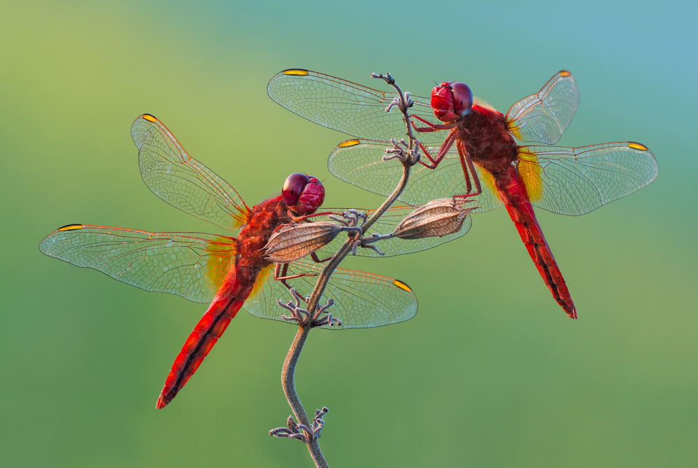 Red rivals von Petar Sabol