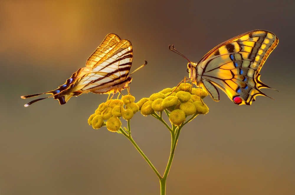 Swallowtail beauty contest von Petar Sabol