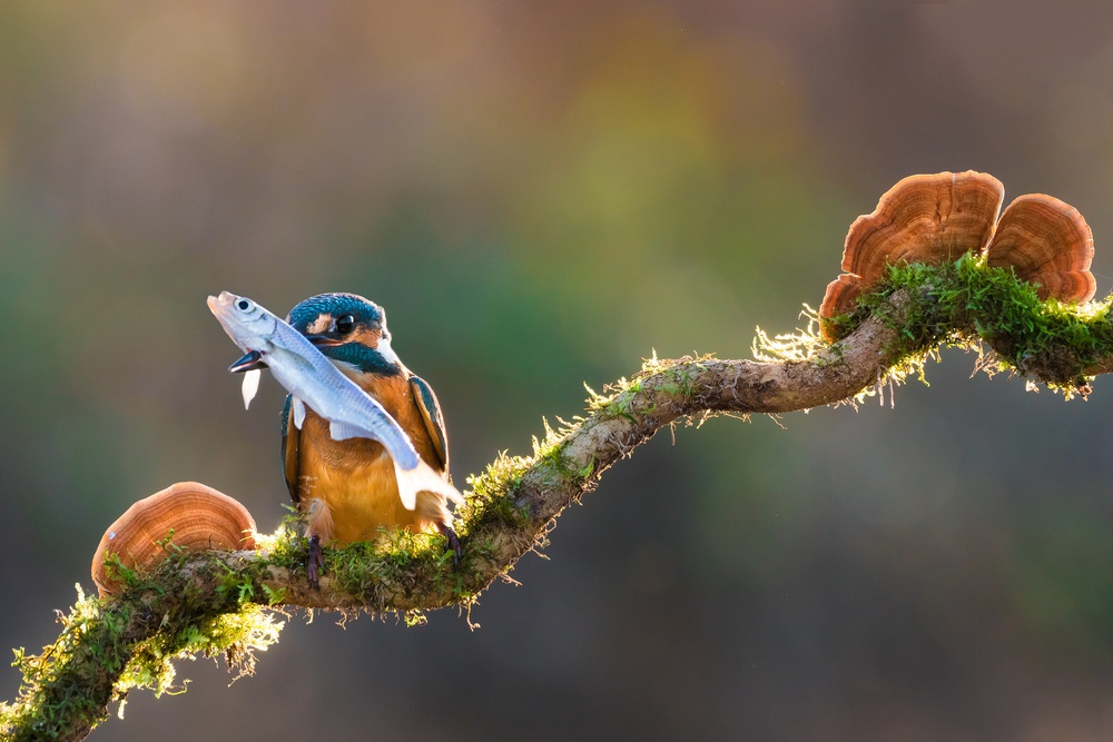 Speared fish von Petar Sabol