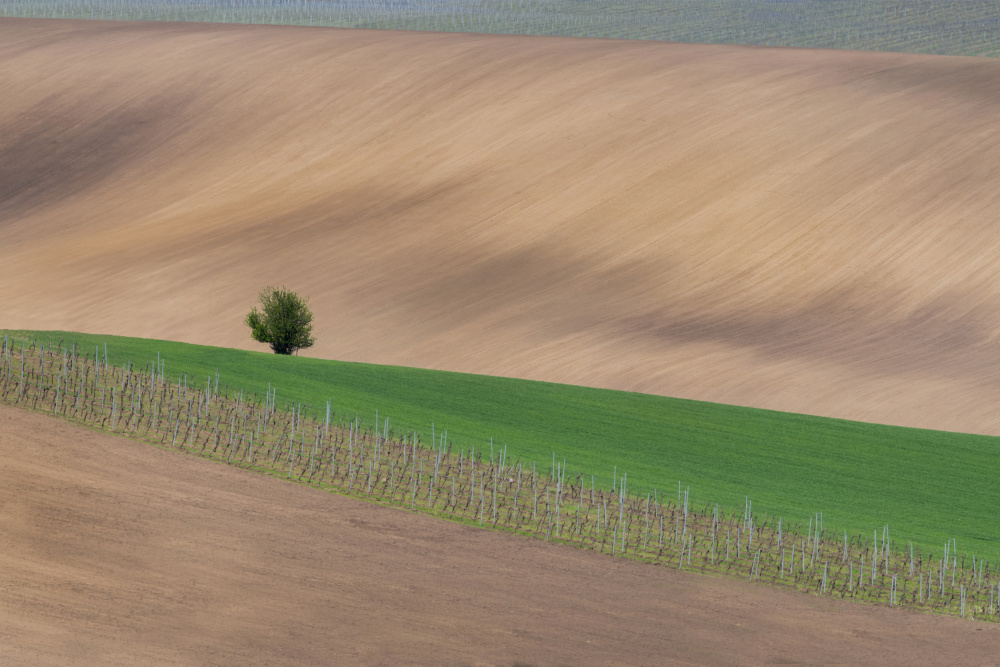 A lonely tree von PETER BALANTIC