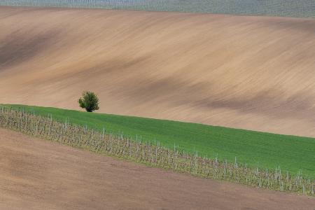 A lonely tree