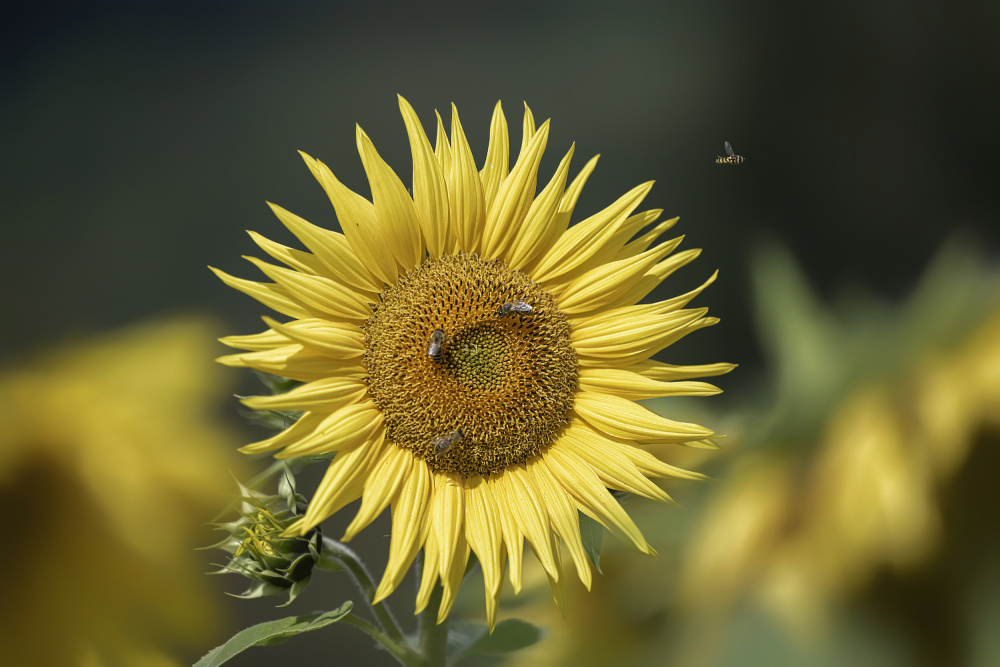 Sunflowers von PETER BALANTIC