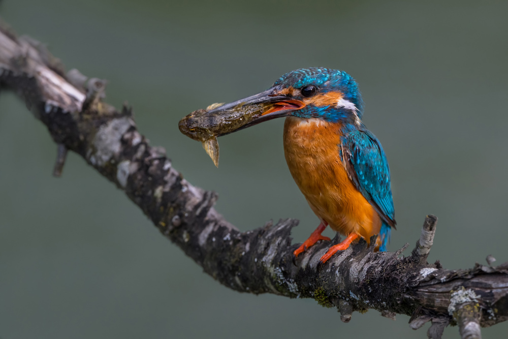 Dinner time von PETER BALANTIC