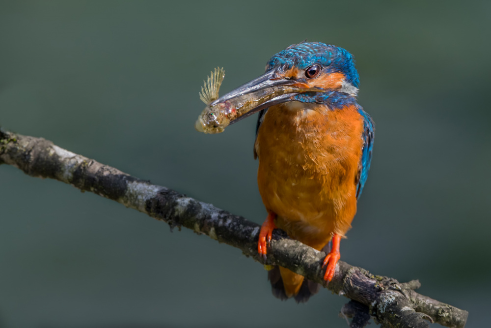 Dinner time von PETER BALANTIC