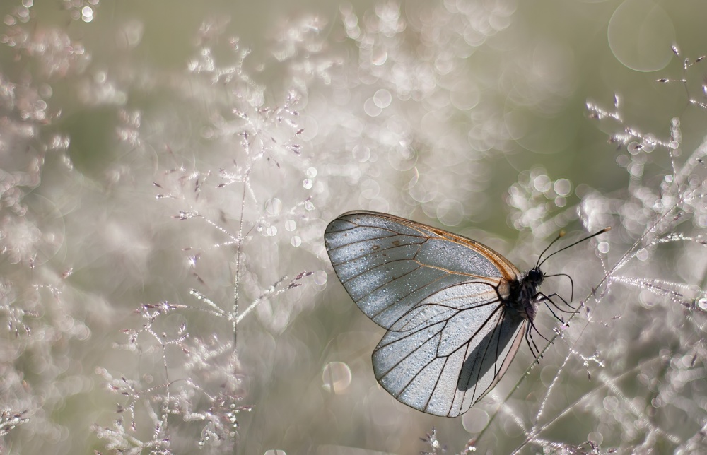 Diamond morning von Péter Bognár