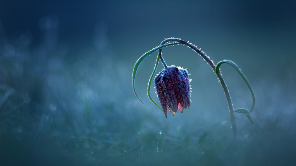 Frozen moonlight von Péter Bognár