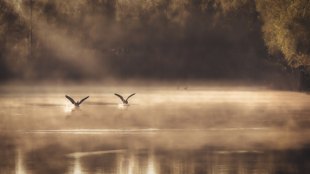 The Early Morning Ducks von Peter Dewever