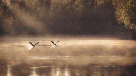 The Early Morning Ducks