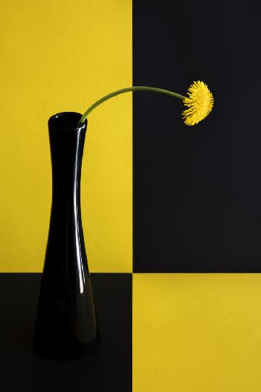 Still life with dandelion