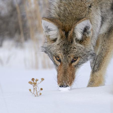 The Thistle and the Hunter