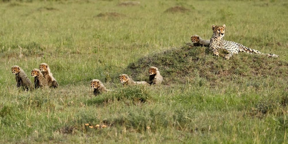 Cheetah with 7 cubs! von Peter Hudson