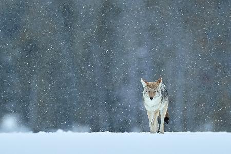 Limping home in the snow