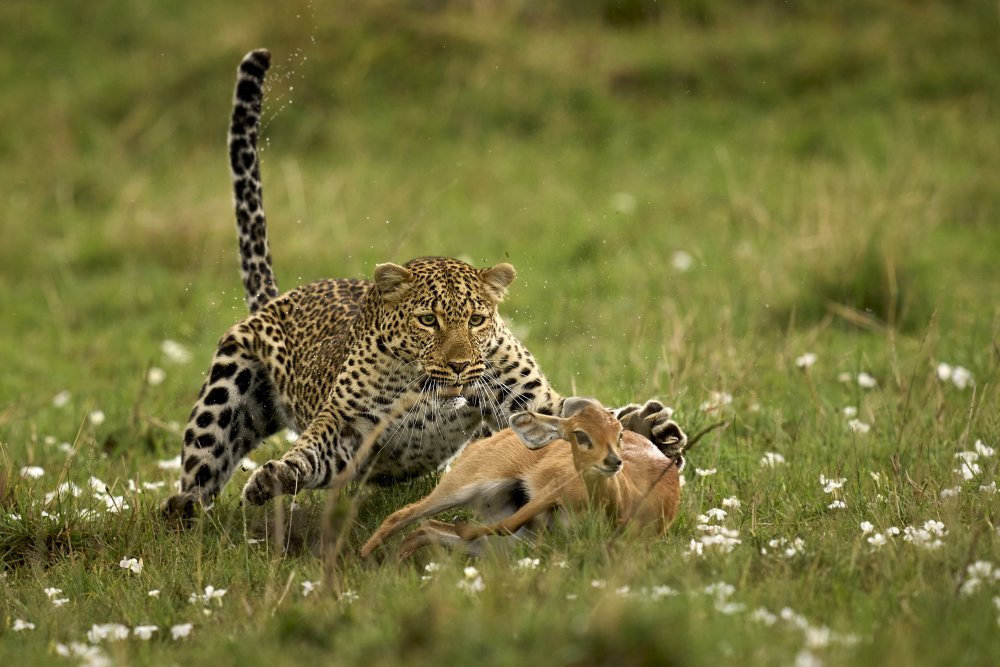 Leopard Surprise von Peter Hudson