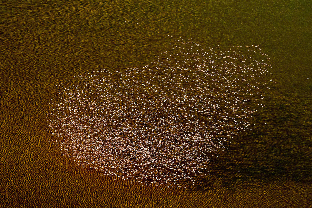 Love of Flamingoes von Peter Hudson