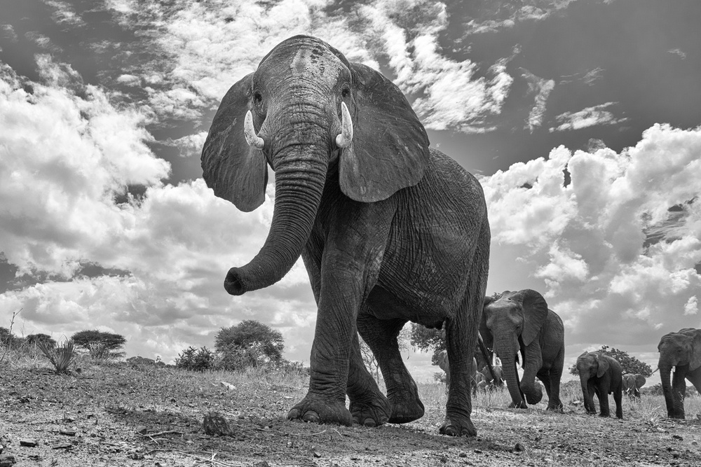 Matriarch March von Peter Hudson