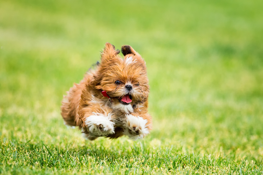 Hover Dog von Peter Hudson