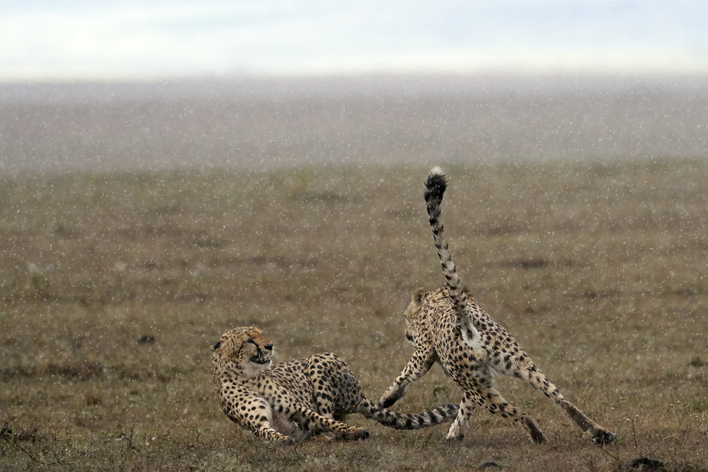 Tension in the Rain von Peter Hudson