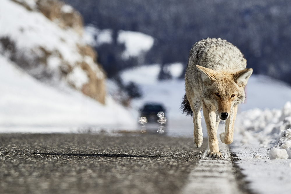 Road Risk von Peter Hudson