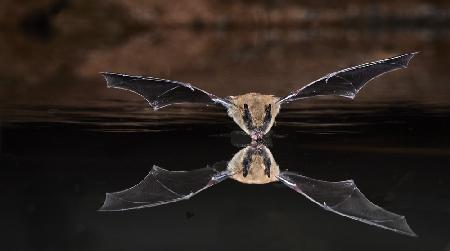 Drinking Bat